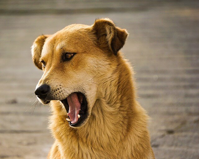 dog barking with mouth open