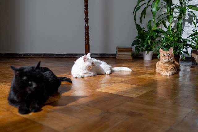 a black, white, and orange can laying together on wooden floors