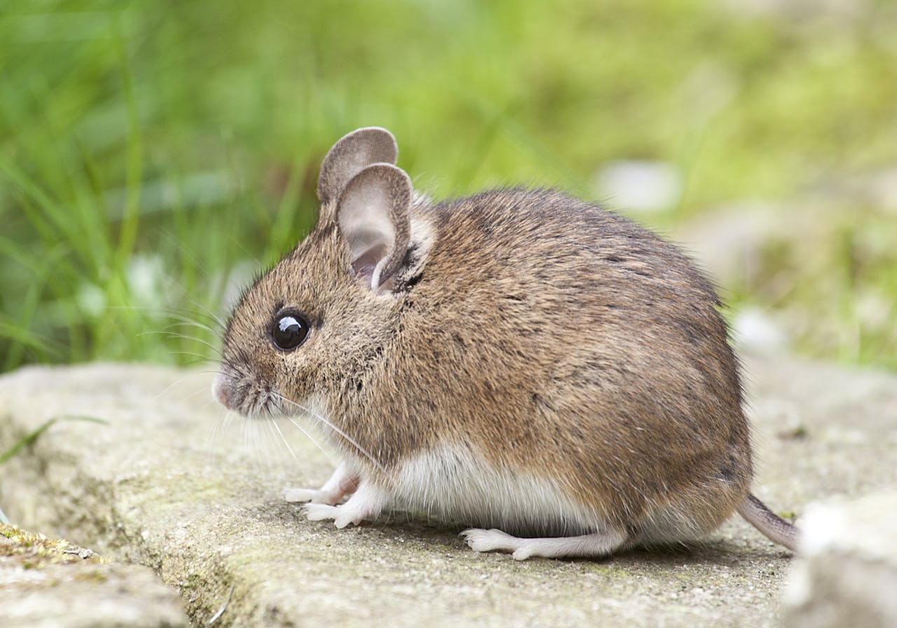 JMAX-Property-Management-pest-control-mouse